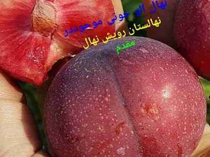 نهال درخت الو خونی