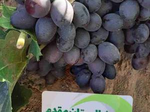 انگور سیاه سردشت یا شاهانی