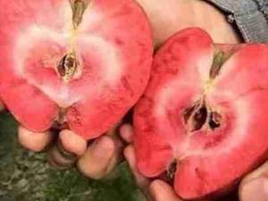 نهال سیب خونی