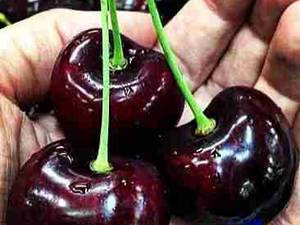 نهال گیلاس تکدانه