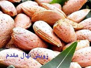نهال بادام تونو در نهالستان پیمان مقدم