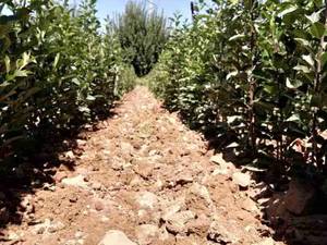 پرورش نهال های سنتی و غیر میوه در میاندوآب