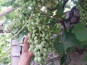 پرورش نهال های سنتی و غیر میوه در میاندوآب