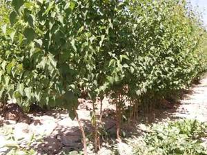 پرورش نهال های سنتی و غیر میوه در میاندوآب