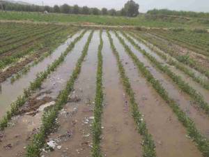 پرورش نهال های سنتی و غیر میوه در میاندوآب