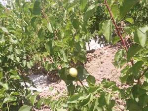 پرورش نهال های سنتی و غیر میوه در میاندوآب