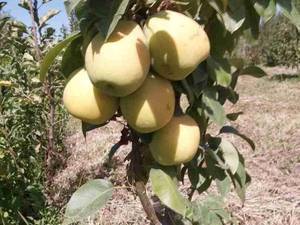 محصولات و خدمات نهالستان احسان میرزایی