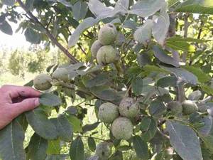 محصولات و خدمات نهالستان احسان میرزایی