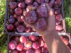 محصولات و خدمات نهالستان احسان میرزایی