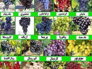 فروش نهال میوه مثمر در میاندوآب