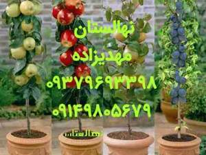 تولید و فروش به صورت عمده و خورده انواع سیب