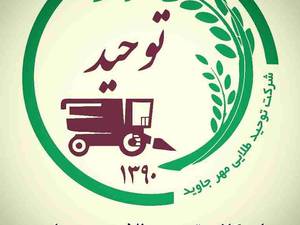 برنج عنبر بو محصول شالیزار های خوزستان