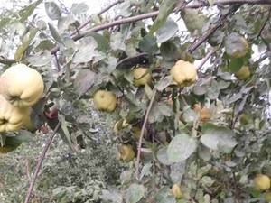 نهالستان احسان میرزایی