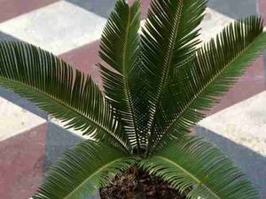 سیکاس