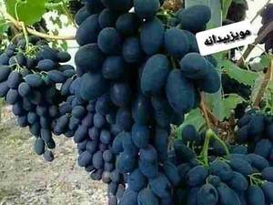 انگورمویز بیدانه