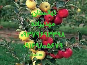 انواع نهال سیب