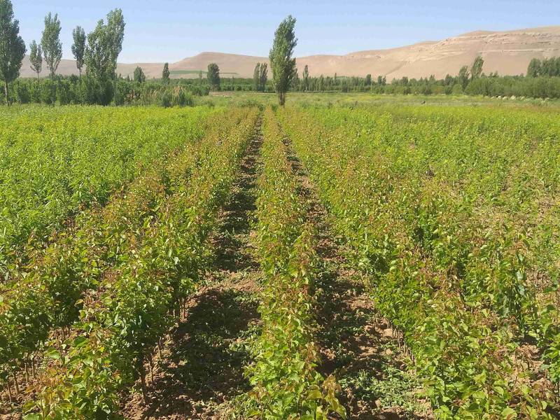 نهالستان احسان میرزایی