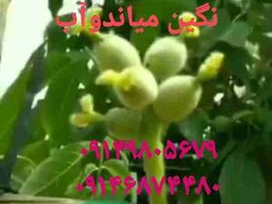 نهال گردوژنوتیپ برترخاص