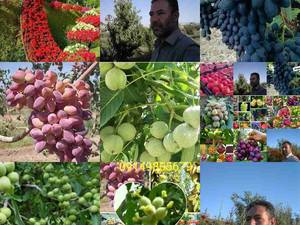 نهالهای گلدانی 