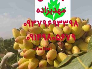 پسته پیوندی