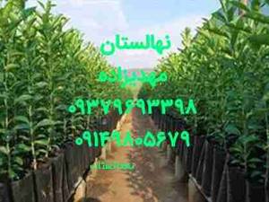 نهال فروشی