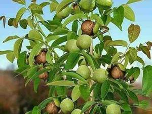 نهالهای خاص