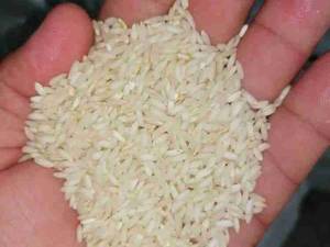 برنج چمپا سفید شده با دستگاه پیشرفته