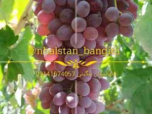 فروش نهال انگور قرمز بیدانه در سردشت