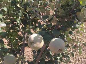 نهال به کُهینز