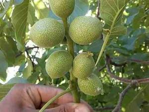 گردو کوپه ای گردو خوشه ای موجوددرنهالستان مهدی زاده