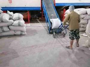 بارگیری برنج با دستگاه نقاله داخل خشک کن