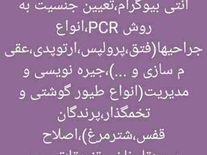 صدور شناسنامه برای حیوانات در شیراز