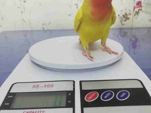 وزن کردن تمام پرندگان