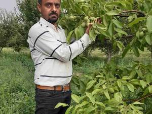فروش انواع نهال گردو در نهالستان راهنوردی