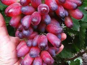 فروش انواع نهال انگور در میاندوآب