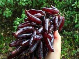 فروش انواع نهال انگور در میاندوآب