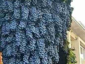فروش انواع نهال انگور در میاندوآب