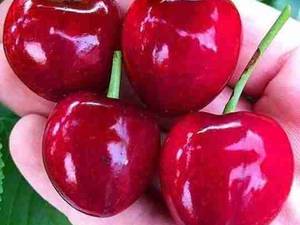 تولید و فروش انواع نهال گیلاس و آلبالو درمیاندوآب
