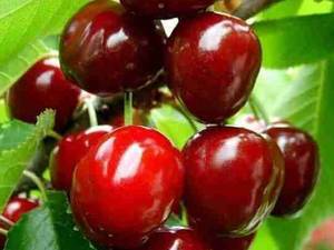 تولید و فروش انواع نهال گیلاس و آلبالو درمیاندوآب