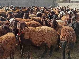 فروش گله افشاری در اصفهان تعداد 250راس