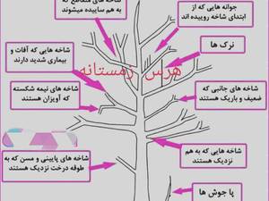نهالستان تخصصی فارس نهال