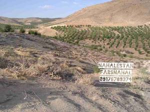 بادام دژکرد ایران بادام فارس بادام میوه بادام