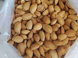 بادام سنگی ایرانی