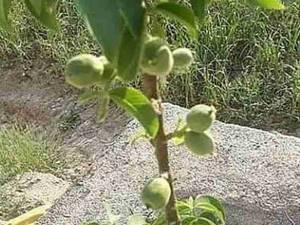 تولید و فروش انواع نهال گردو در میاندوآب
