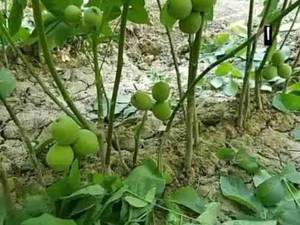 تولید و فروش انواع نهال گردو در میاندوآب
