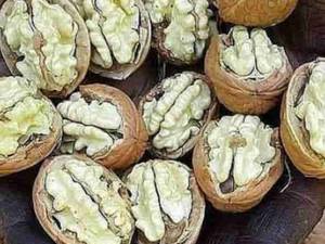 تولید و فروش انواع نهال گردو در میاندوآب