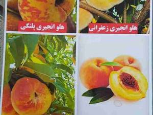 فروش انواع نهال هلو انجیری در میاندوآب