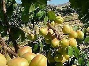 انواع نهال زردآلو در میاندوآب