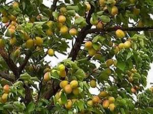 انواع نهال زردآلو در میاندوآب