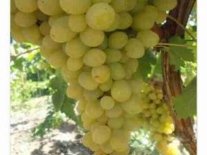 فروش انگور فخری در ارومیه